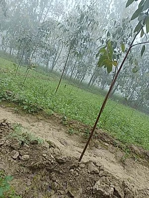 Xiaomi Redmi Note 13 (China)